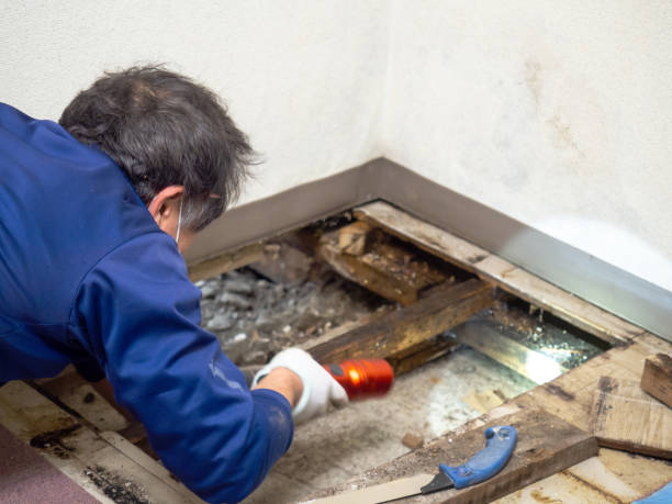 Best Mold Damage Repair  in Russellville, AR