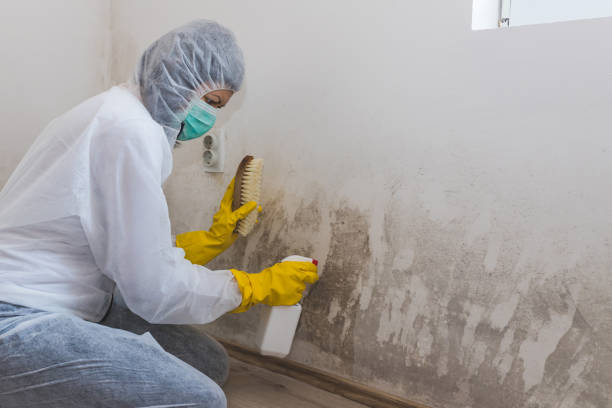 Best Commercial Mold Removal  in Russellville, AR