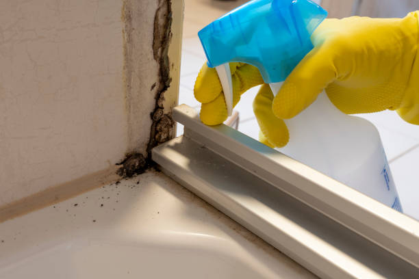 Best Crawl Space Mold Removal  in Russellville, AR