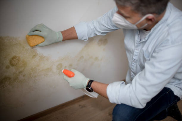 Best Same-Day Mold Removal  in Russellville, AR