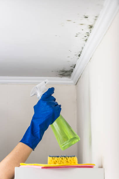 Russellville, AR Mold Removal Company